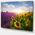 thumbnail image 2 of Lavender and Sunflower Fields - Floral Canvas Art Print, 2 of 3