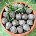 thumbnail image 5 of 20pcs Mini Flower Pot Decor Randomized Buddha Statue Resin Ornaments Decor Small Garden Courtyard Paving Stone Sculptures Decor AS SHOW One Size, 5 of 5