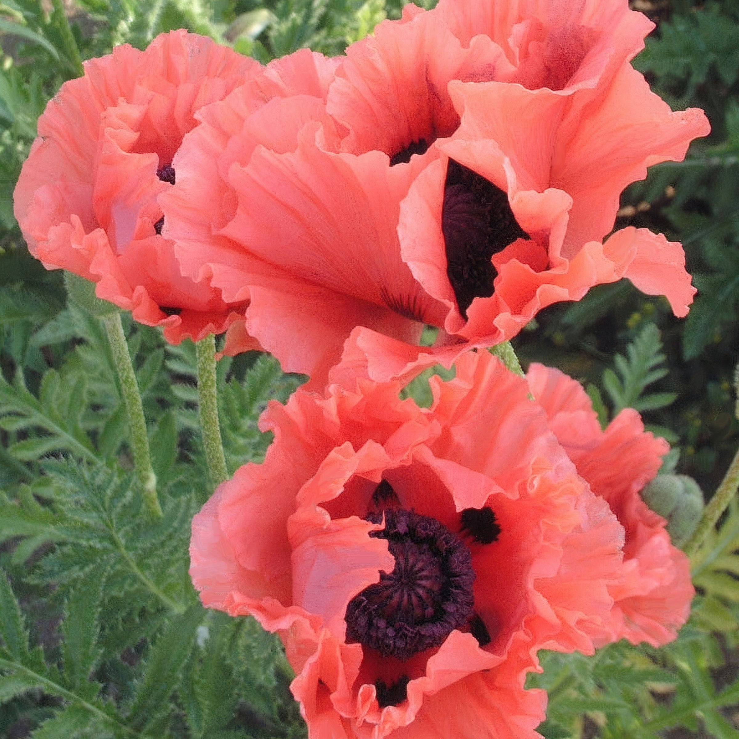 Bare Root Papaver Passionate Pink Oriental Poppy Live Perennial