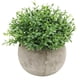 thumbnail image 1 of Mini plantas artificiales decorativas de plástico en maceta para decoración del hogar y el jardín., 1 of 7