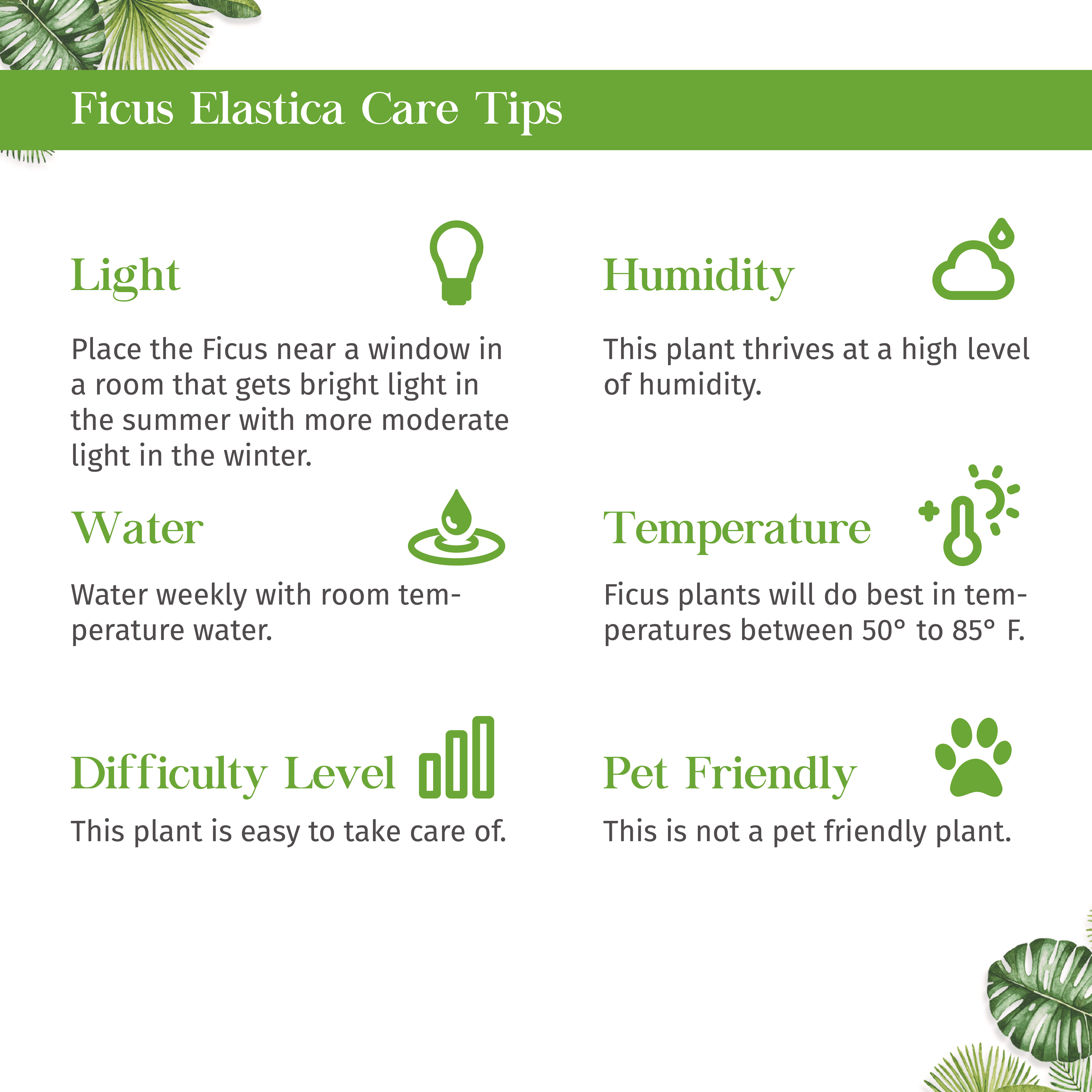 Ficus Elastica Audrey Live Plant for Indoor | Different Houseplants in 4'' & 6'' Pot | Real House Plant for Living Room, Office, Desk & Bathroom