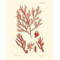 thumbnail image 2 of Vision Studio 15x18 White Modern Wood Framed Museum Art Print Titled - Shades of Coral IV, 2 of 4