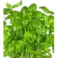 thumbnail image 2 of Earthcare Seeds - Basil Large Leaf Italian 600 Seeds (Ocimum Basilicum) Heirloom - Open Pollinated, 2 of 5