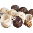 thumbnail image 2 of Hermit Crab Shells | 12 Brown and White Land Snail Shells 1"-1.5", 2 of 8