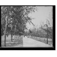 thumbnail image 2 of Historic Framed Print, [Palm Beach, Fla., bicycles and wheelchair path between Poinciana and Breakers], 17-7/8" x 21-7/8", 2 of 9