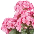 thumbnail image 5 of Vickerman 19 5" Artificial Coral Geranium Bush., 5 of 7
