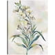 thumbnail image 1 of Cuadro Decorativo - Susurros botánicos III Jr Impresión en canvas, estrechado., 1 of 2