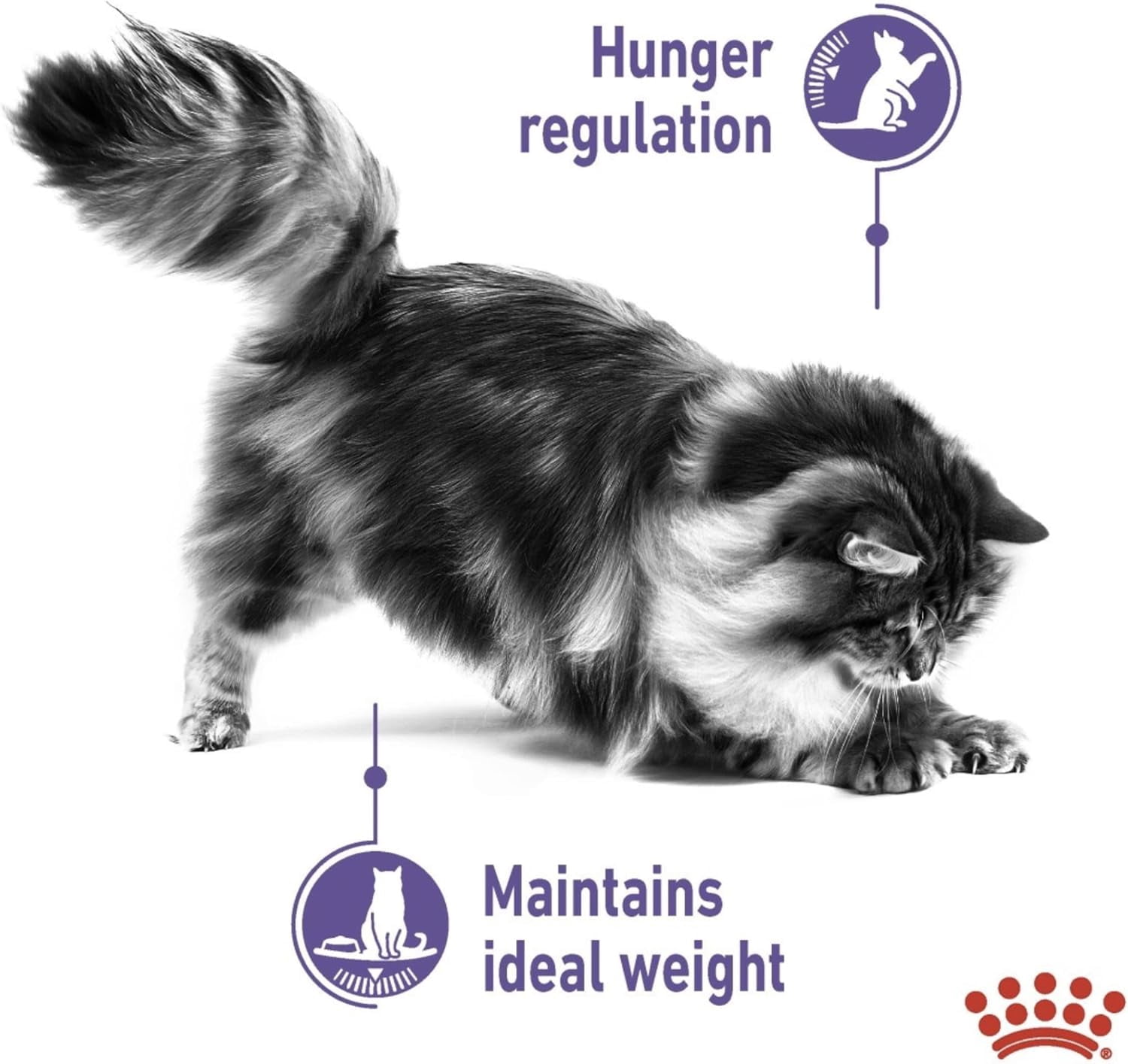 Royal Canin Appetite Control Cat Wet Food in Jelly 12x85g