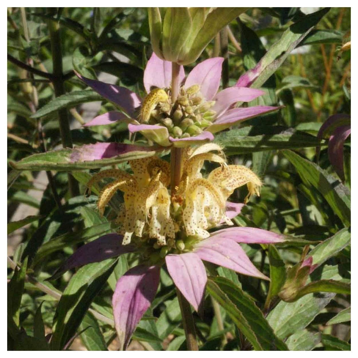 Everwilde Farms - 1 oz Spotted Bee Balm Native Wildflower Seeds - Gold Vault Bulk Seed Packet