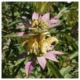 thumbnail image 4 of Everwilde Farms - 1 oz Spotted Bee Balm Native Wildflower Seeds - Gold Vault Bulk Seed Packet, 4 of 4