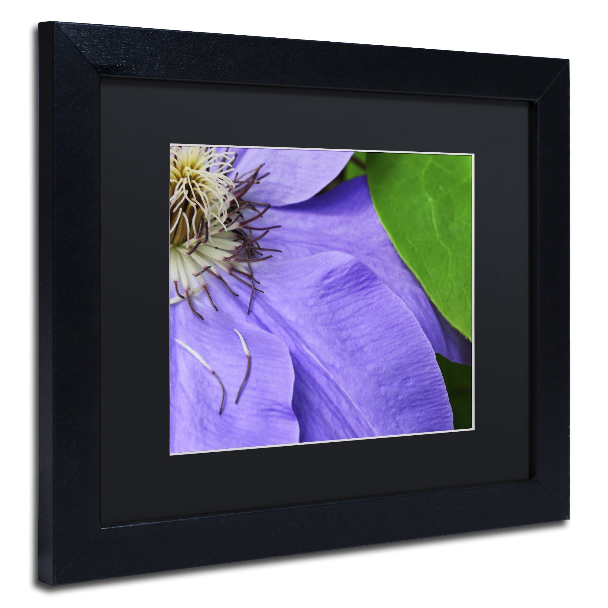 Trademark Fine Art "Clematis Abstract" Canvas Art by Kurt Shaffer Black Matte, Black Frame