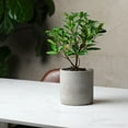 thumbnail image 6 of Mozing Breathable Cement Plant Pots - 4.8 x 4.8 inch Gray Planter Pot with Drainage Hole, 6 of 8