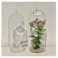 thumbnail image 5 of Hanging Glass Terrarium - 13" Lantern Planter - DIY Air Plant & Candle Holder - Clear Glass Vase for Home, Wedding, Office Decor - WGV HCH0513, 5 of 7