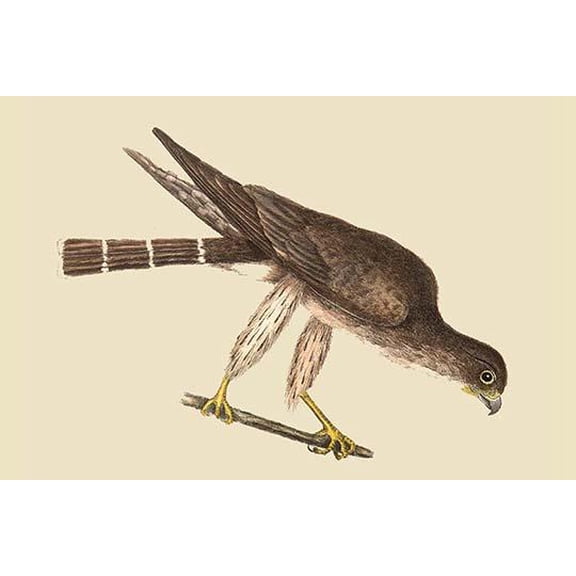 Pigeon Hawk-Fine Art Canvas Print (20" x 30")