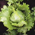 Seeds Crisphead Lettuce Iceberg STF9 Green Salad Buttercrunch Heirloom