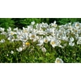 thumbnail image 4 of 5 MADONNA ANEMONE Sylvestris White & Yellow Flower Seeds, 4 of 9