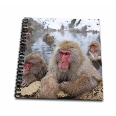 3dRose Japanese macaque, Snow monkey, Honshu, Japan - Mini Notepad, 4 by 4-inch