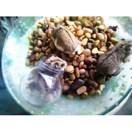 - LAMINATED POSTER Pebbles Glass Bowl Small Pets Animals Hamsters Poster Print 24 x 36