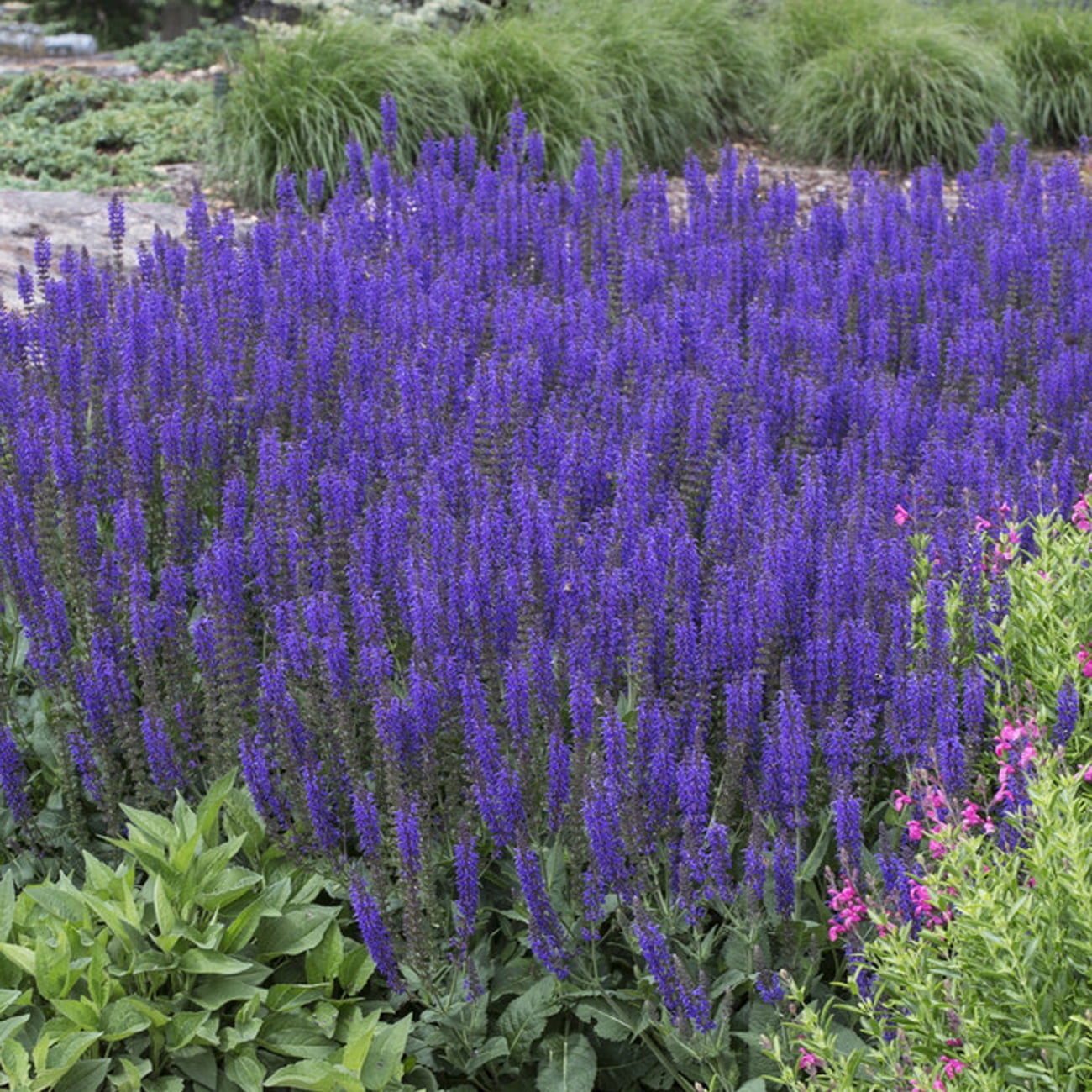 Van Zyverden Butterfly Magnet Collection Set of 13 Plant Roots Multicolor Full Sun Perennial Pollinator 4 lbs
