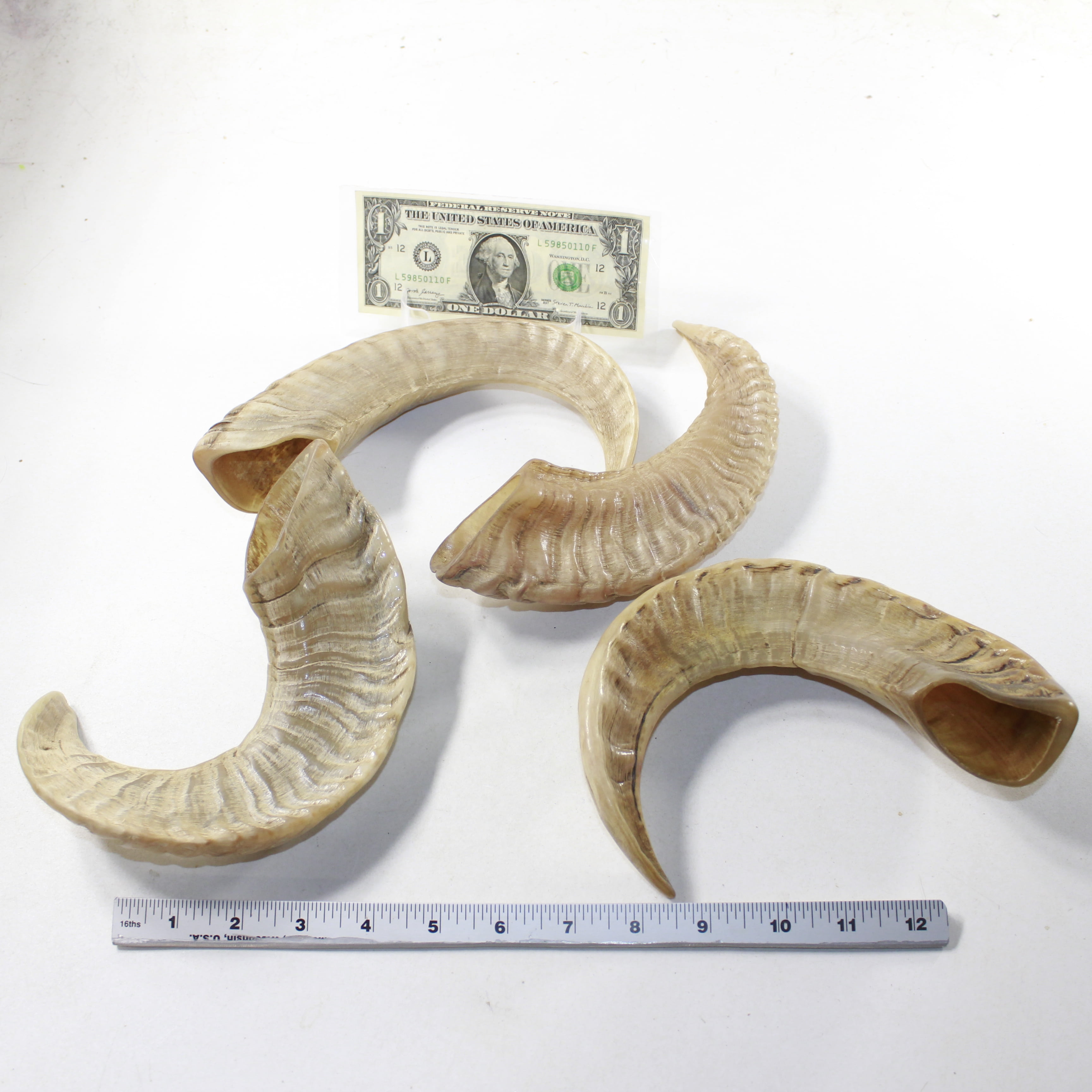 4 Sheep Horns  #7138 Natural Colored Polished Ram Horns