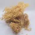 thumbnail image 3 of 🇨🇦 Raw Organic Golden Sea Moss 3.5oz | Makes 50 oz of Sea Moss Gel | 100% Wildcrafted, Organic & Sun-Dried Carribbean Raw Seamoss, 3 of 5