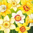 thumbnail image 1 of Boston International IHR 20-Count 3-Ply Cocktail Beverage Paper Napkins, 5 x 5-Inches, Daffodils Field, 1 of 2