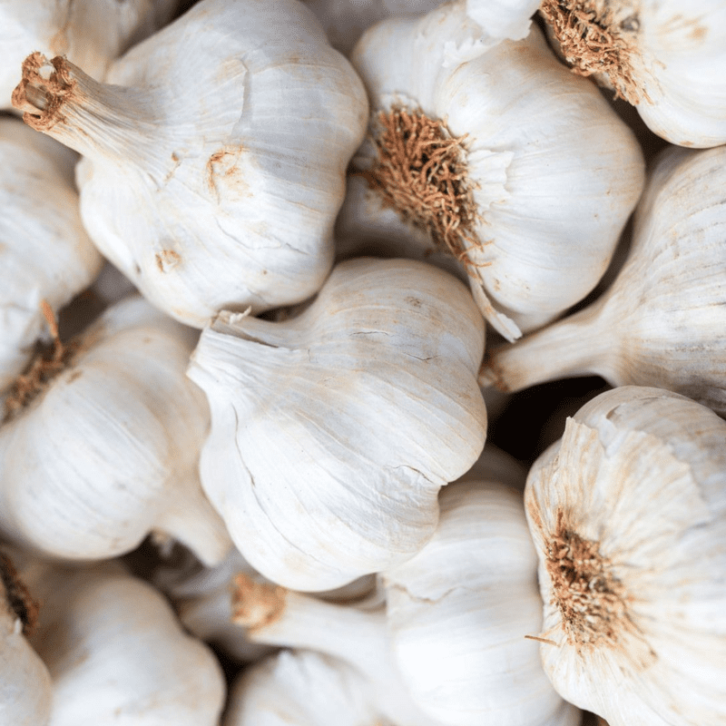 California White Softneck Garlic Bulbs for Planting, White Garlic Cloves for Indoor or Outdoor Growing, Fresh 1 lb Pack