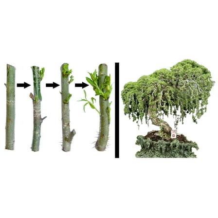 2 Australian Willow Bonsai Trees Fresh Cutting - Extensive Thick Trunks Fast Growing Light Bonsai Indoor Money Plant - Antique Piece for Your Home and Office - Twigz Nursery