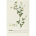 thumbnail image 3 of Georg Dionysius Ehret 11x14 Black Modern Framed Museum Art Print Titled - Sophora 2 (1750-1773), 3 of 5