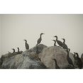 thumbnail image 1 of Birds On Rocks Poster Print, Large - 36 x 22, 1 of 1