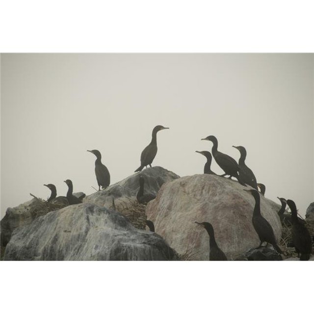 Birds On Rocks Poster Print, Large - 36 x 22