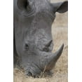 thumbnail image 2 of Lord, Fred 13x18 Black Ornate Wood Framed with Double Matting Museum Art Print Titled - Africa, South Africa Close-up of rhino head, 2 of 4