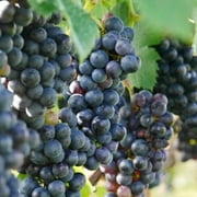 Nesbitt Muscadine Grape Vine 1 Gallon Potted