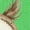 Apple Green, variant on Cute Owl Boys or Girls Toddler T-Shirt