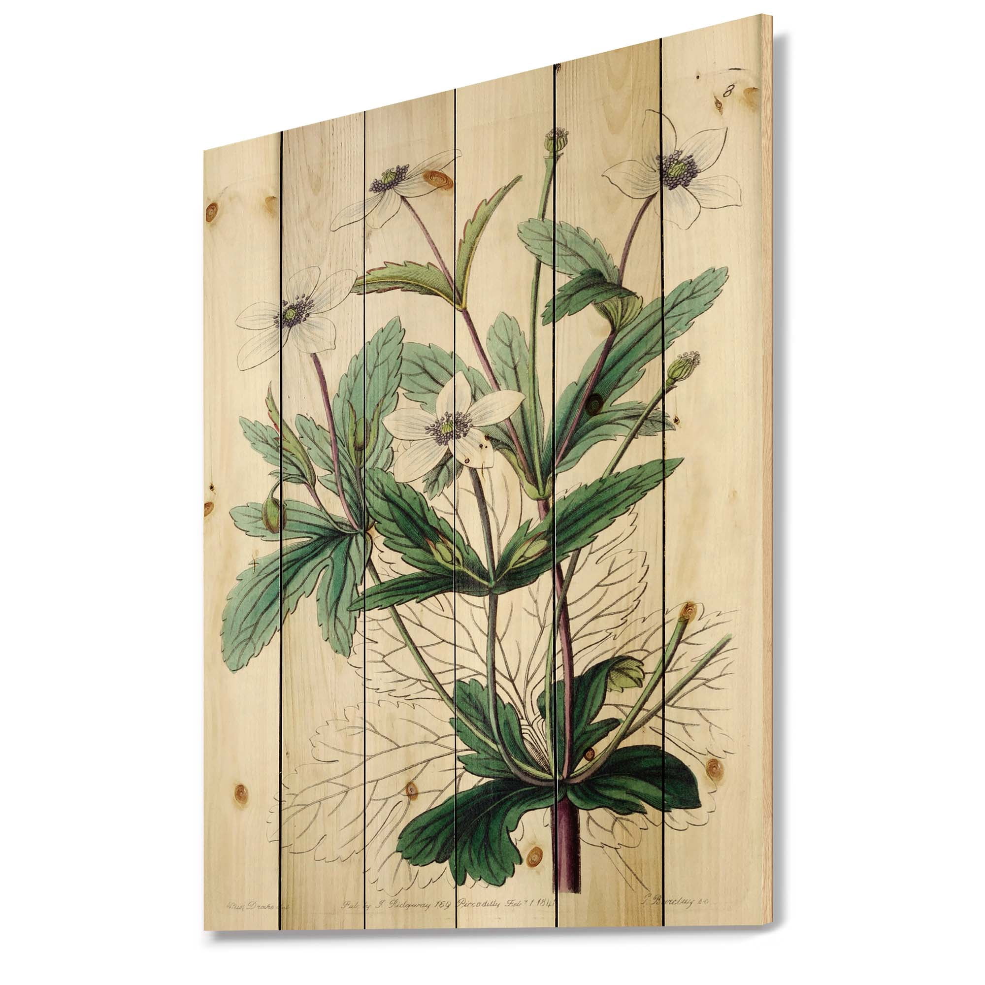 Designart 'Ancient Plant Life XXI' Traditional Print on Natural Pine Wood
