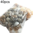 thumbnail image 1 of AMERTEER Approx 40 Pcs Mini Miniature Sea Conch Shell Bonsai Lanscape Plants DIY Decor, 1 of 6
