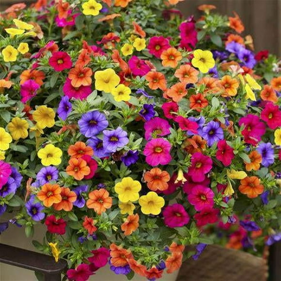 Petunia Seeds - Perfect For Outdoor Courtyard, Balcony Planting And Lawn Garden 100 Seeds