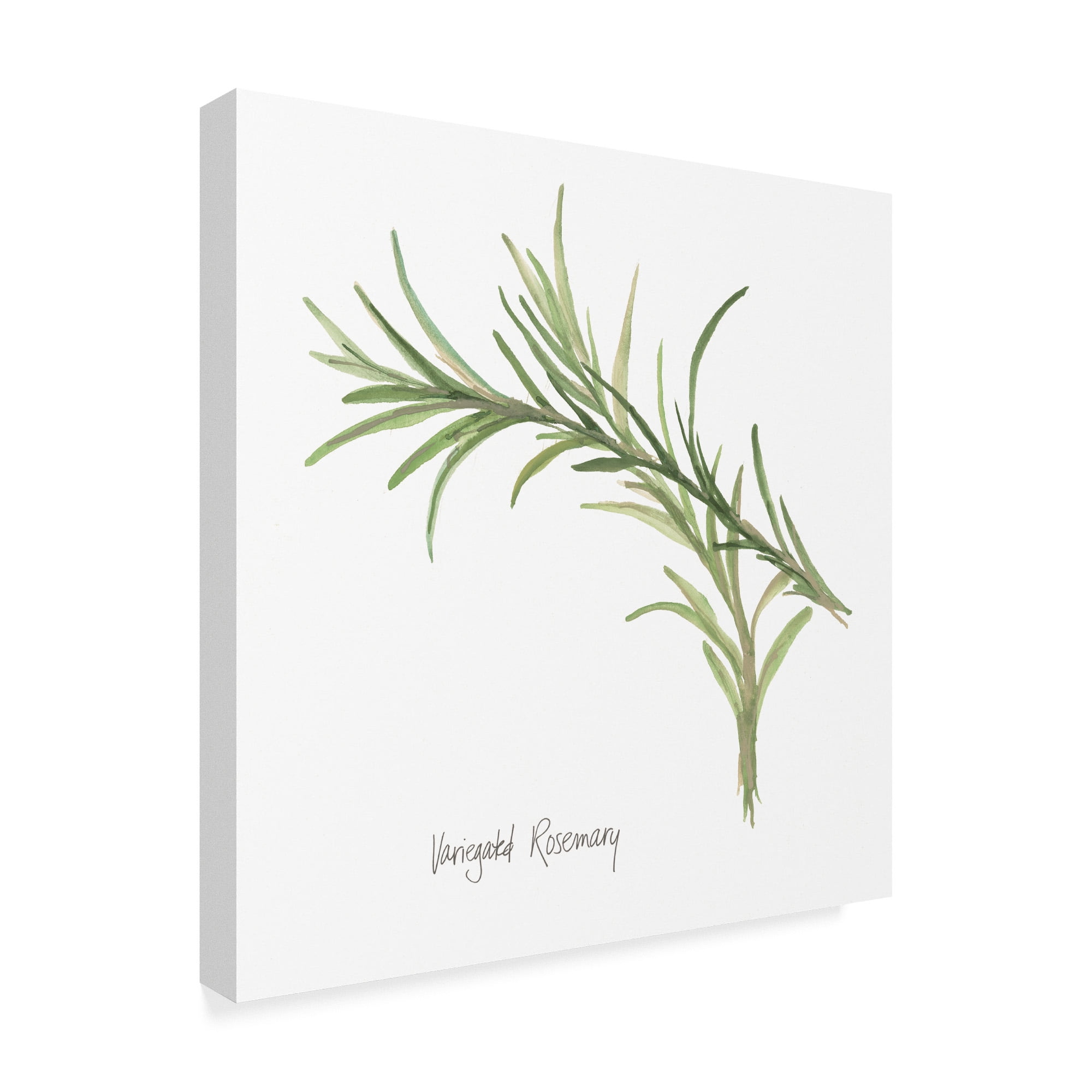 Trademark Fine Art 'Variegated Rosemary v2' Canvas Art by Chris Paschke