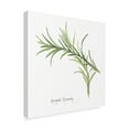 thumbnail image 2 of Trademark Fine Art 'Variegated Rosemary v2' Canvas Art by Chris Paschke, 2 of 3