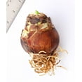 thumbnail image 2 of Tika Disco Amaryllis - 28-32 cm bulb, 2 of 3