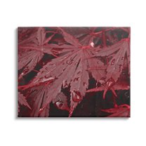 Stupell Industries Red Maple Leaves Botanical & Floral Photography Gallery Wrapped Canvas Print Wall Art, 40 x 30
