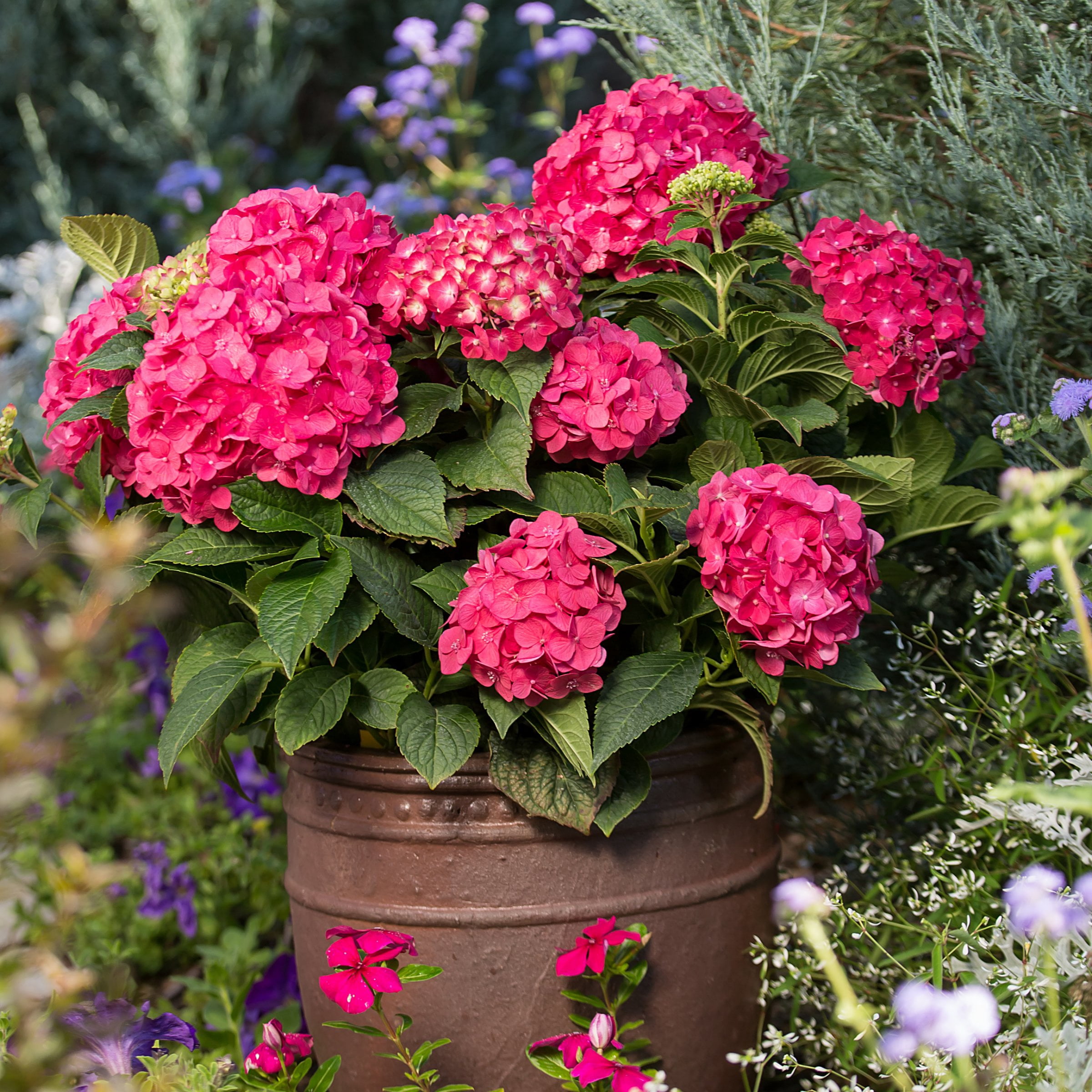 National Plant Network 1 gal. Hydrangea Endless Summer Summer Crush