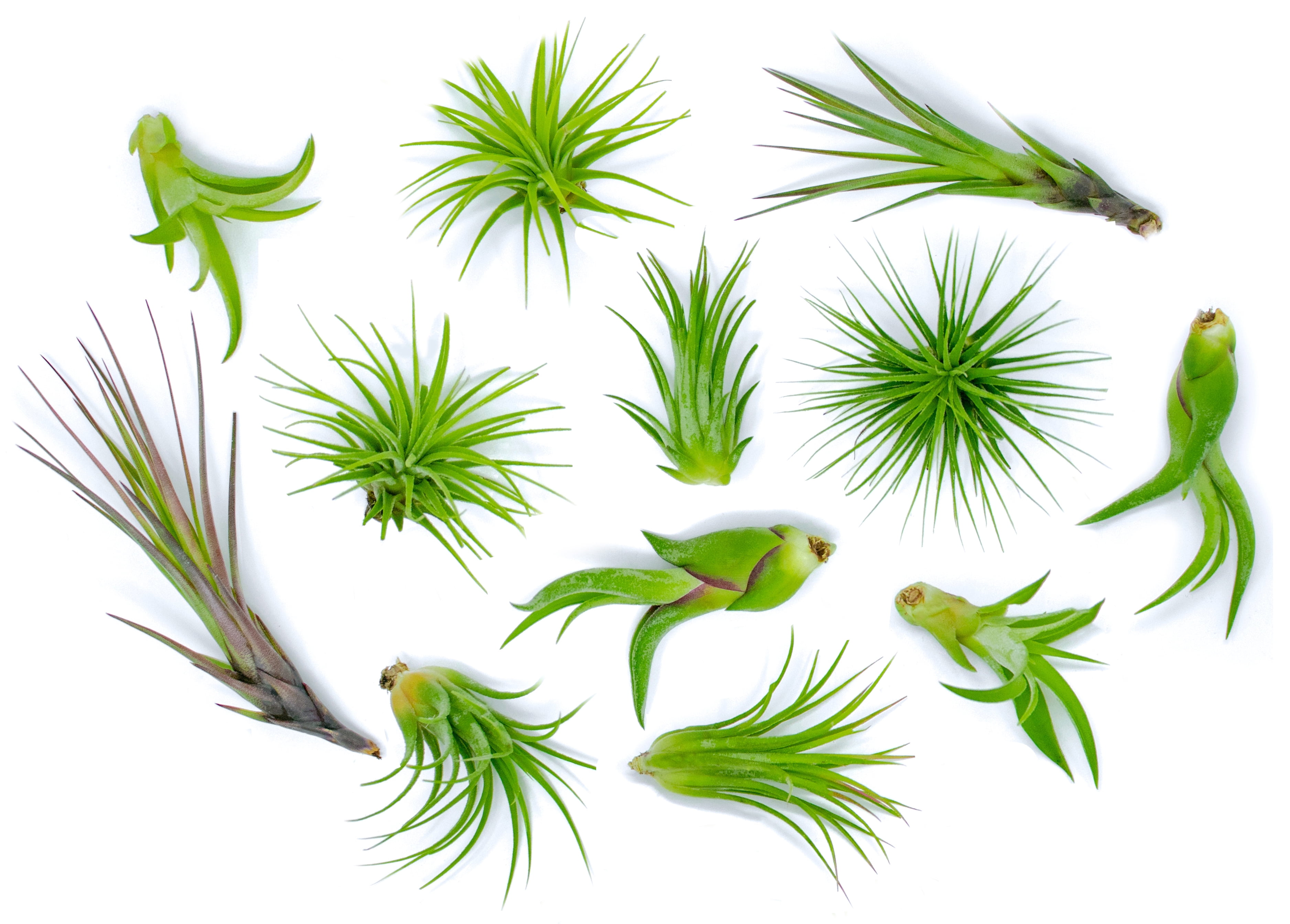 Altman Plants 4" Tillandsia Live Air Plants (12 Pack)