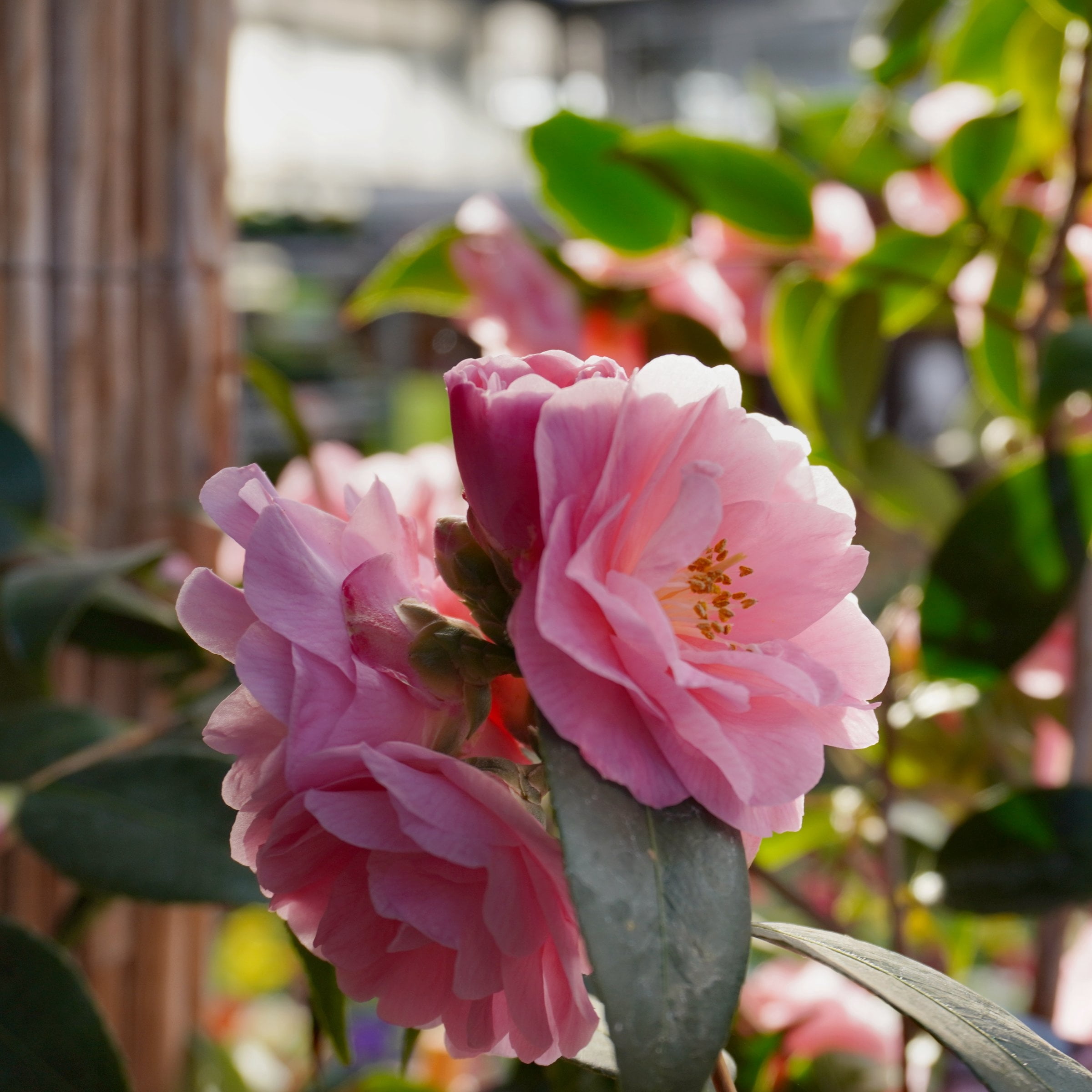 National Plant Network 1 gal. Camellia Taylors Perfection Live Shrub