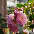 thumbnail image 2 of National Plant Network 1 gal. Camellia Taylors Perfection Live Shrub, 2 of 9