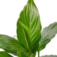 thumbnail image 5 of Spathiphyllum 'Peace Lily' Live Plant for Indoor | Different Houseplants in 4'' & 6'' Pot | Real House Plant for Living Room, Office, Desk & Bathroom | Peace Lily | Spathiphyllum, 5 of 6
