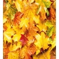 thumbnail image 3 of Ambesonne Fall Duvet Cover Set, Wet Maple Leaves Nature, King, Multicolor, 3 of 6
