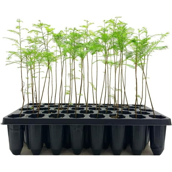 Bald Cypress | 10 Live Trees | Taxodium Distichum | Fast Growing Shade Tree Wet Tolerant