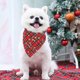thumbnail image 4 of Pañuelo navideño para perros, pañuelo para mascotas, baberos triangulares, pañuelo para perros pequeños, medianos y grandes, gatos y mascotas, 4 of 5