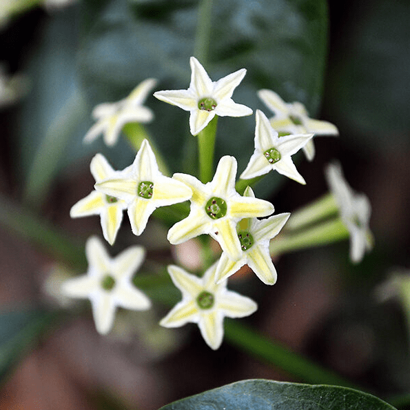 Night Blooming Jasmine Plant Live, Night Scented Flowering Plant 4-6 Inch Tall, White Jasmines Flowers Shurb, Grow Indoor or Outdoor